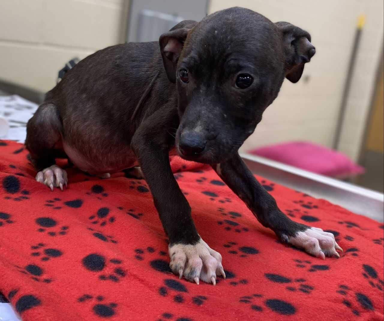 LIAM - ID#A017031, rescue only